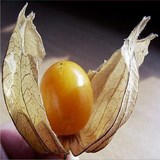 PHYSALIS - QUESTION 51