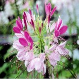 CLEOME - CLEOME SPINOSA - QUESTION 857