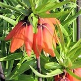 COURONNE IMPERIALE - FRITILLARIA IMPERIALIS - QUESTION 159