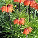 FRITILLAIRE IMPERIALE - FRITILLARIA IMPERIALIS - QUESTION 675