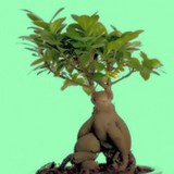 GINSENG - FICUS MICROCARPA - QUESTION 762