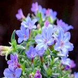 GREMIL - LITHODORA ou LITHOSPERMUM - QUESTION 247