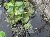 Jacinthe d'eau - Eicchornia crassipes