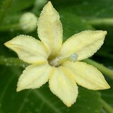 PALMIER HAWAIEN - BRIGHAMIA INSIGNIS - QUESTION 936