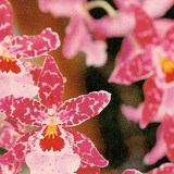 ORCHIDEE - PHALAENOPSIS - QUESTION 596