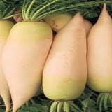 RADIS DAIKON - RAPHANUS SATIVUS - QUESTION 421