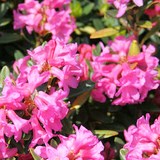 RHODODENDRON et CAMELIA - QUESTION 405